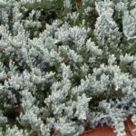 Dwarf conifers: perfect for small gardens