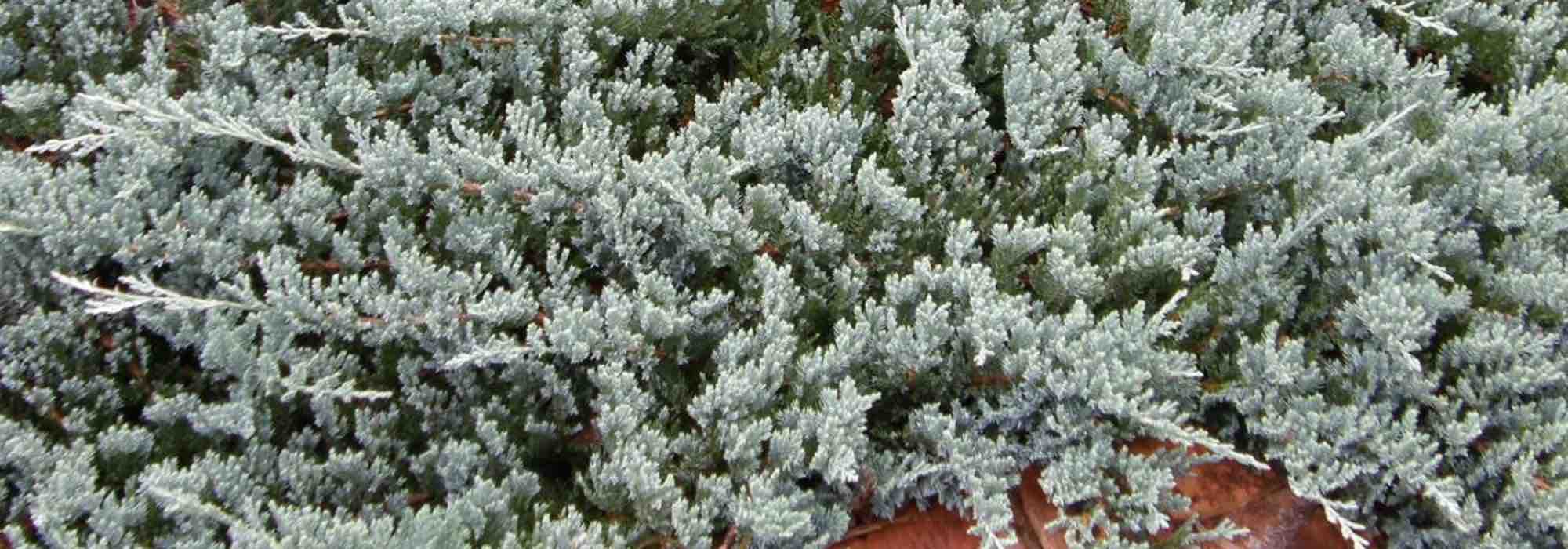 Dwarf conifers: perfect for small gardens