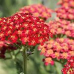 Growing yarrows in pots: our tips