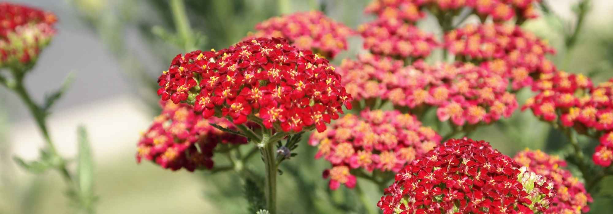 Growing yarrows in pots: our tips