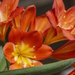Growing Clivias indoors