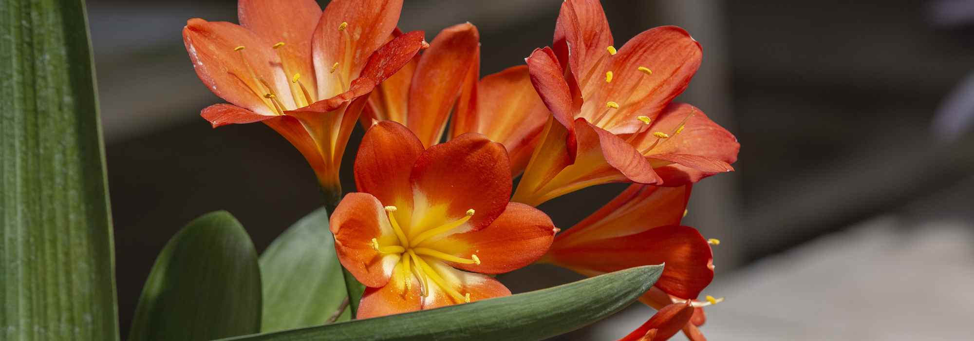 Growing Clivias indoors