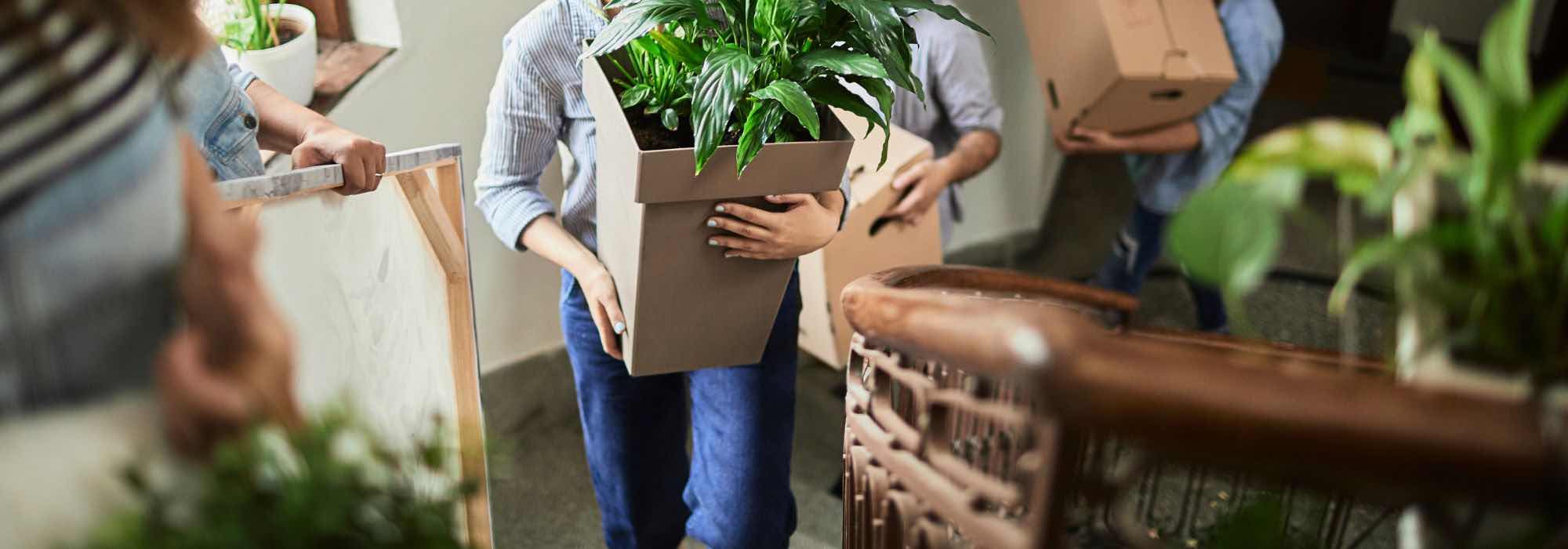How to move your plants without damaging them?