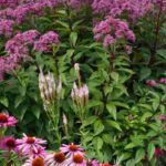 Inflorescences: all you need to know about the different forms of flowering