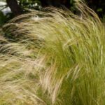 How to divide Stipa to successfully propagate it?