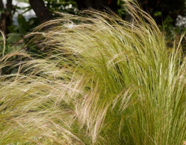 How to divide Stipa to successfully propagate it?