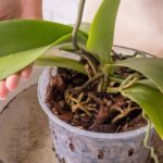 Phalaenopsis orchid care throughout the seasons