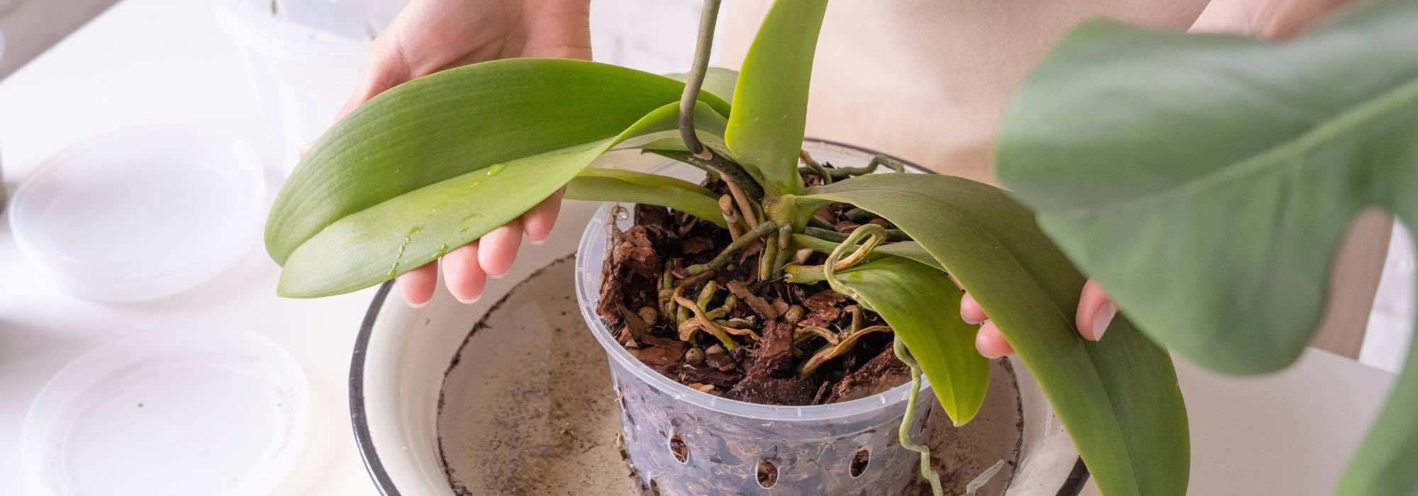 Phalaenopsis orchid care throughout the seasons