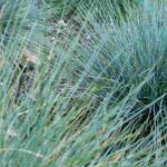 Which grasses to plant in a small garden?