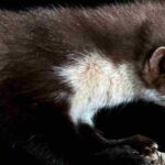 How can you protect your chicken coop from stone martens?