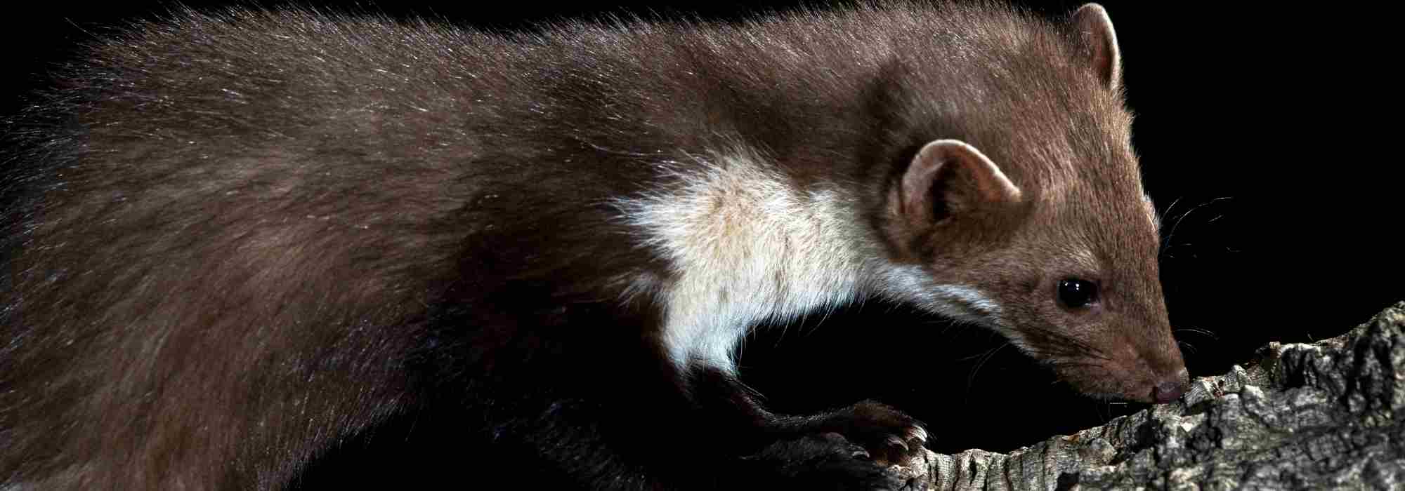 How can you protect your chicken coop from stone martens?