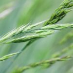 Which grasses to choose for acidic soil?