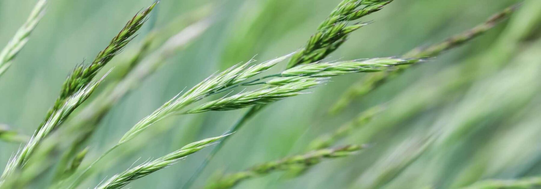 Which grasses to choose for acidic soil?