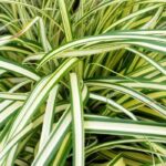 Shaded and dry areas: plant ornamental grasses to brighten them up!