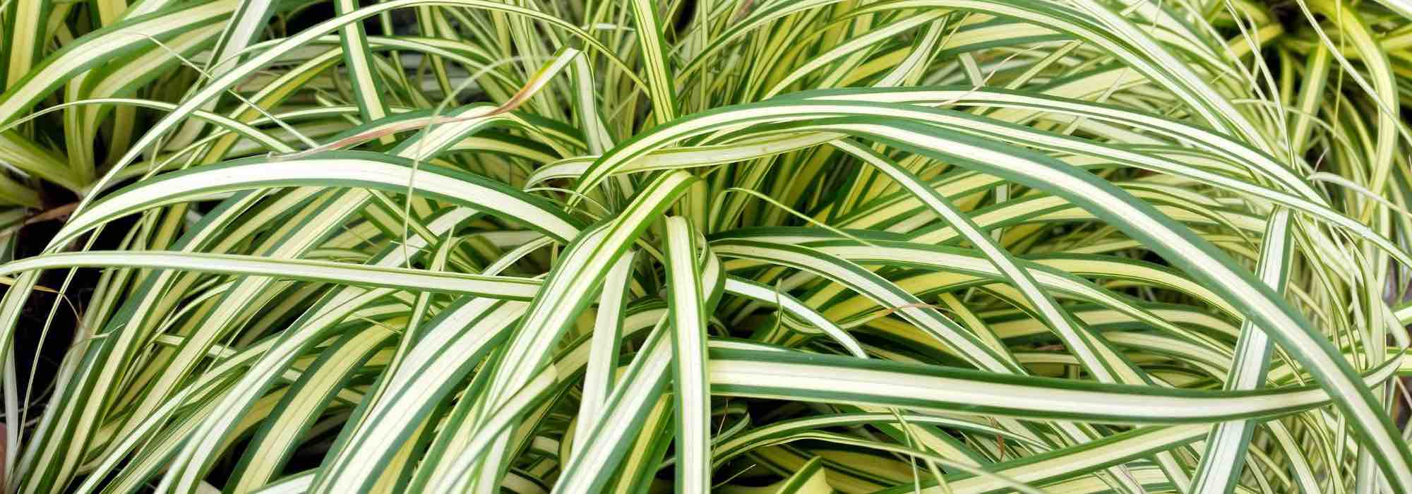 Shaded and dry areas: plant ornamental grasses to brighten them up!