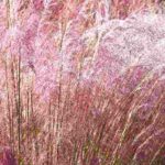 Which grasses grow in calcareous soil?