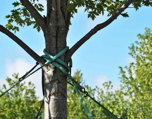 How to guy a tree?