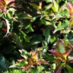 Dwarf hollies: varieties to structure your garden and terrace