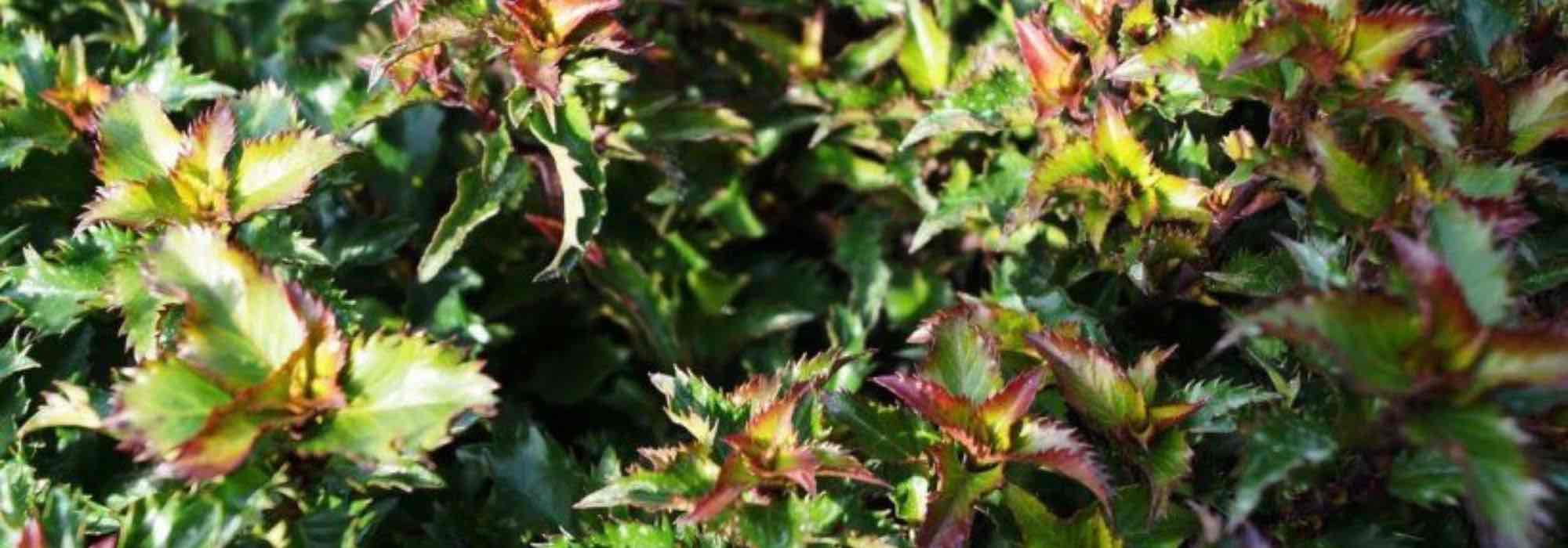 Dwarf hollies: varieties to structure your garden and terrace