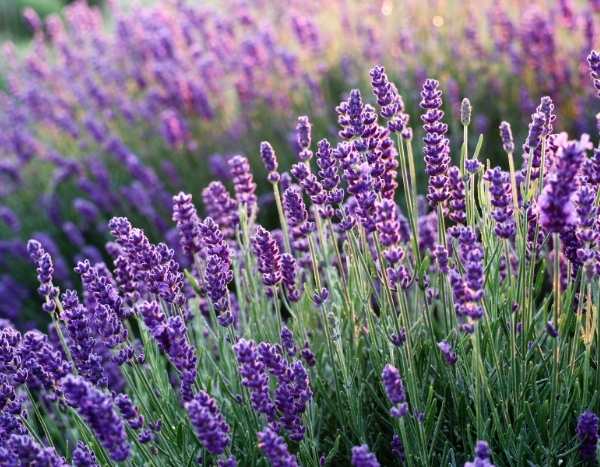 How to prepare lavender manure?