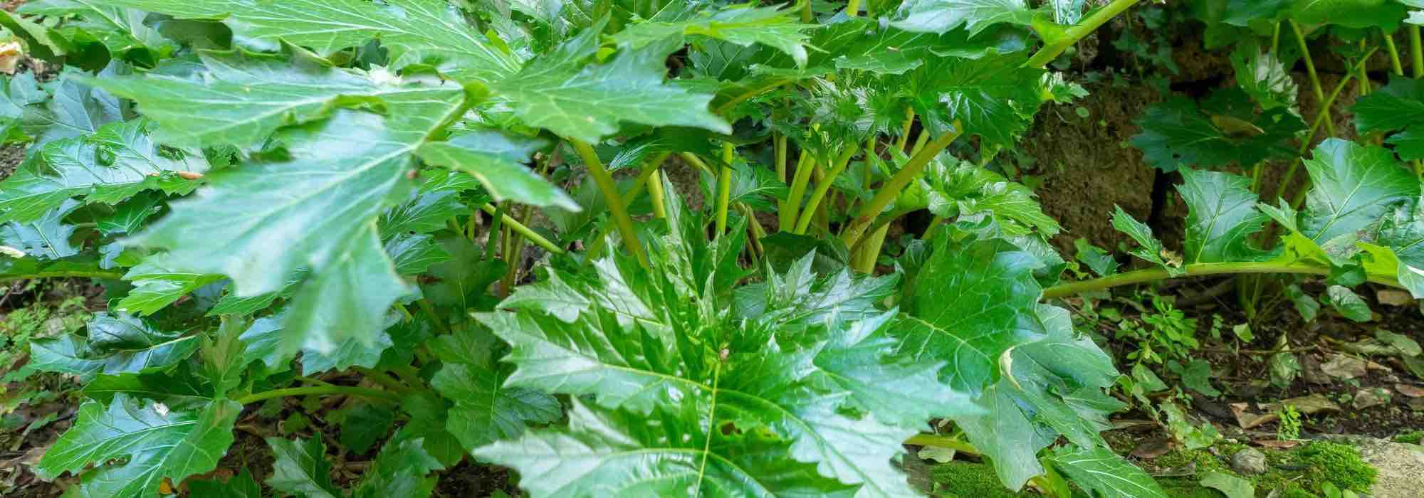 Acanthus diseases and parasites