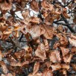 What is marcescence?