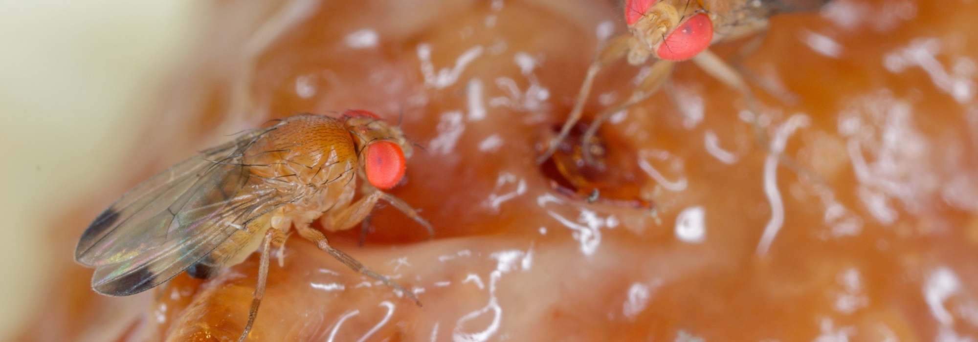 Asian fruit fly: what is this pest affecting fruit trees?
