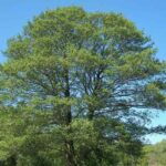 How to propagate alder?