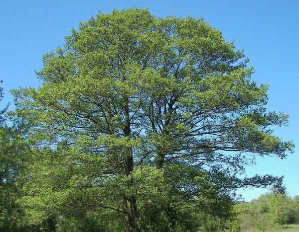 How to propagate alder?