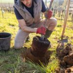 How to plant a tree?