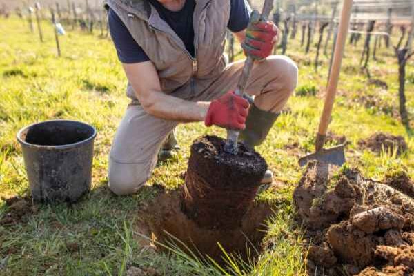 How to plant a tree?