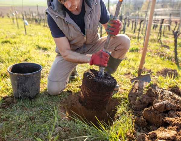 How to plant a tree?