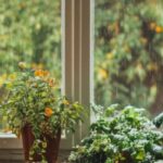 Ideal indoor plants for dimly lit rooms