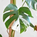 When Leaves Lose Their Colour: The World of Albino Plants