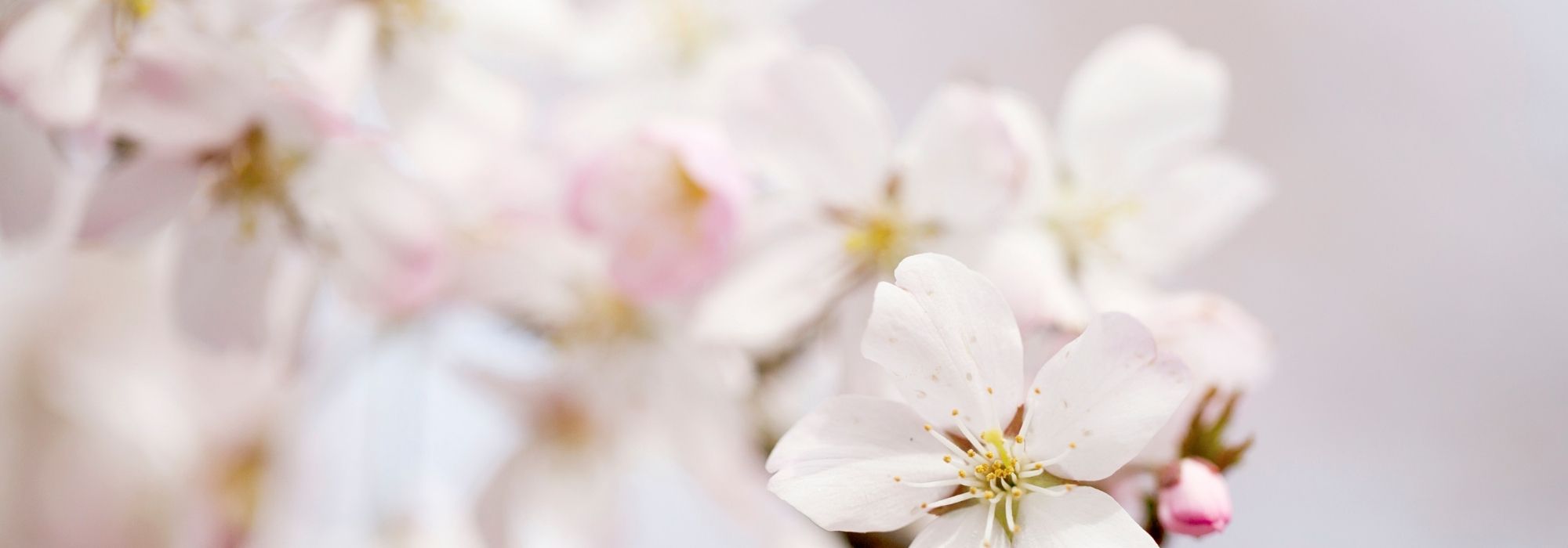 Which white-flowering ornamental cherry trees choosing for your garden?