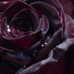 Rare and spellbinding: embrace black shrubs and black roses