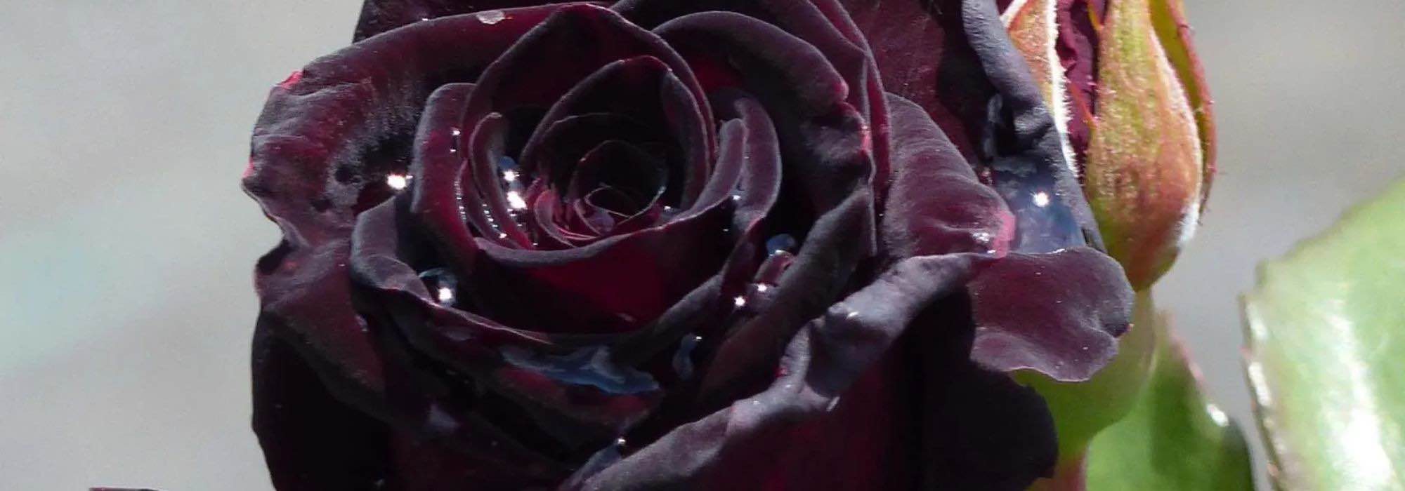 Rare and spellbinding: embrace black shrubs and black roses