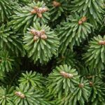 Firs: Discover the benefits of various varieties