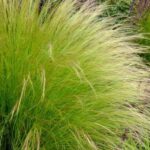 Stipa: which variety to choose for your garden?