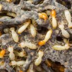 Termites: a hidden menace to your garden and home?