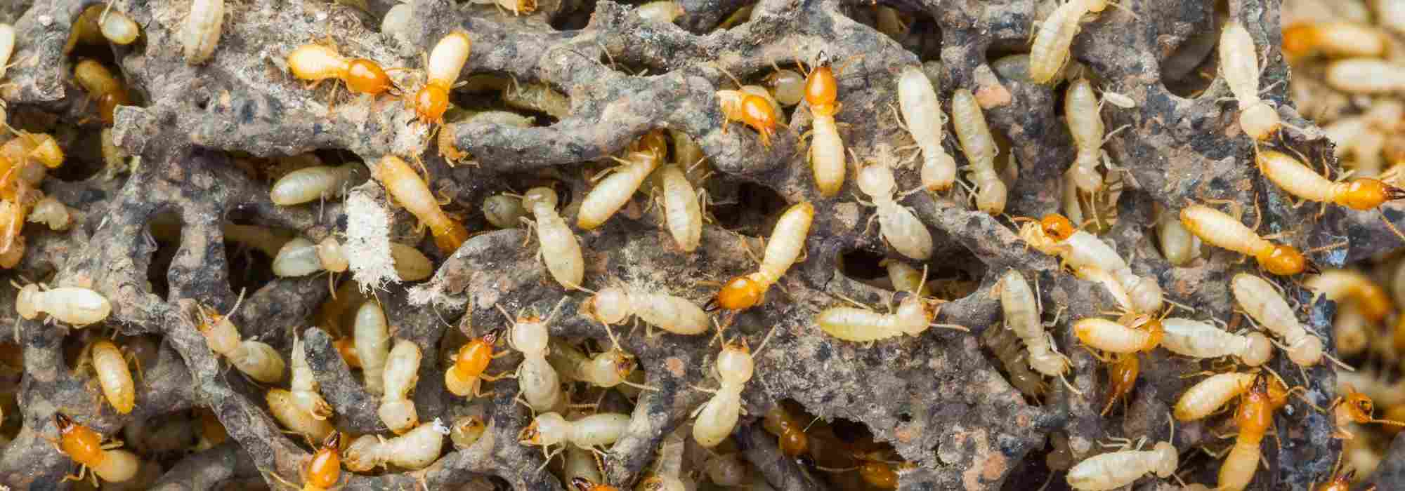 Termites: a hidden menace to your garden and home?