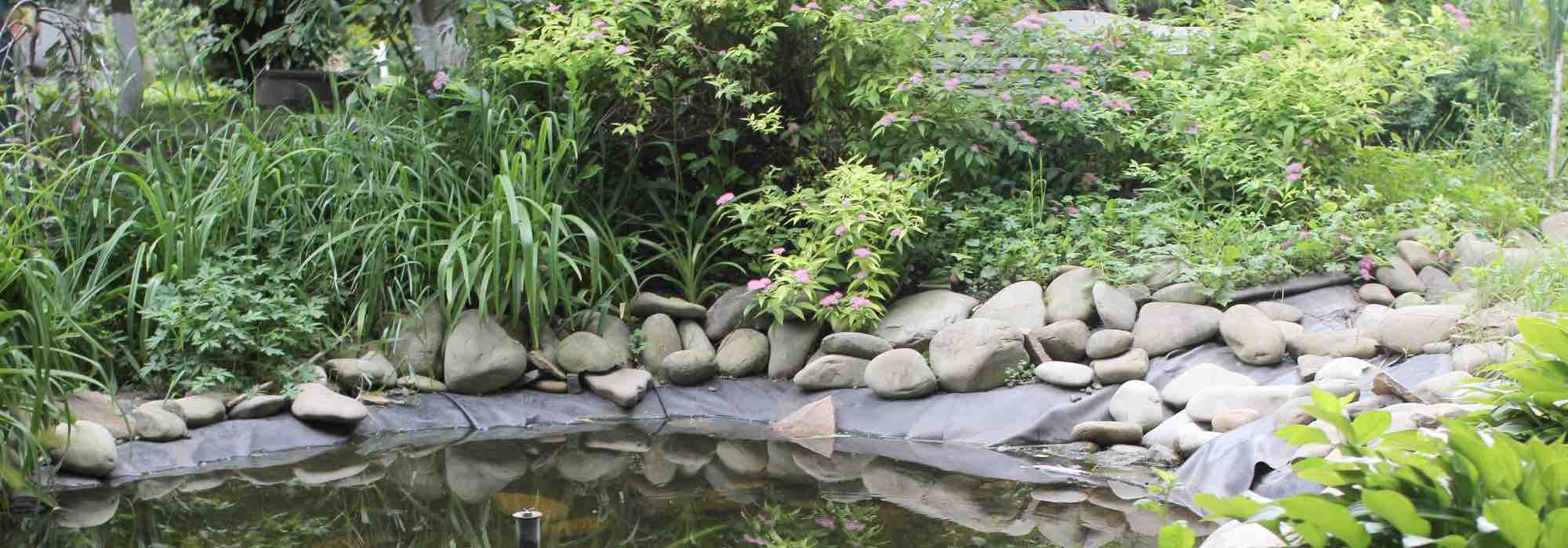 The best perennials to brighten up damp, shady areas