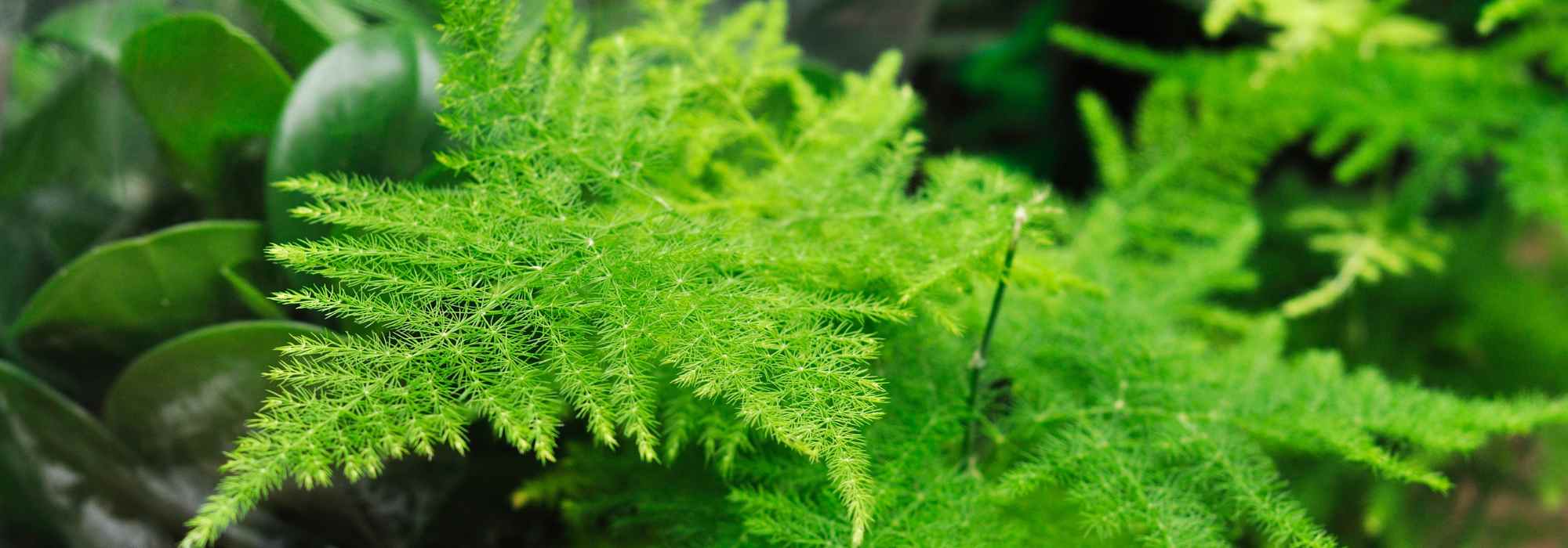 Indoor Asparagus: Growing and Care