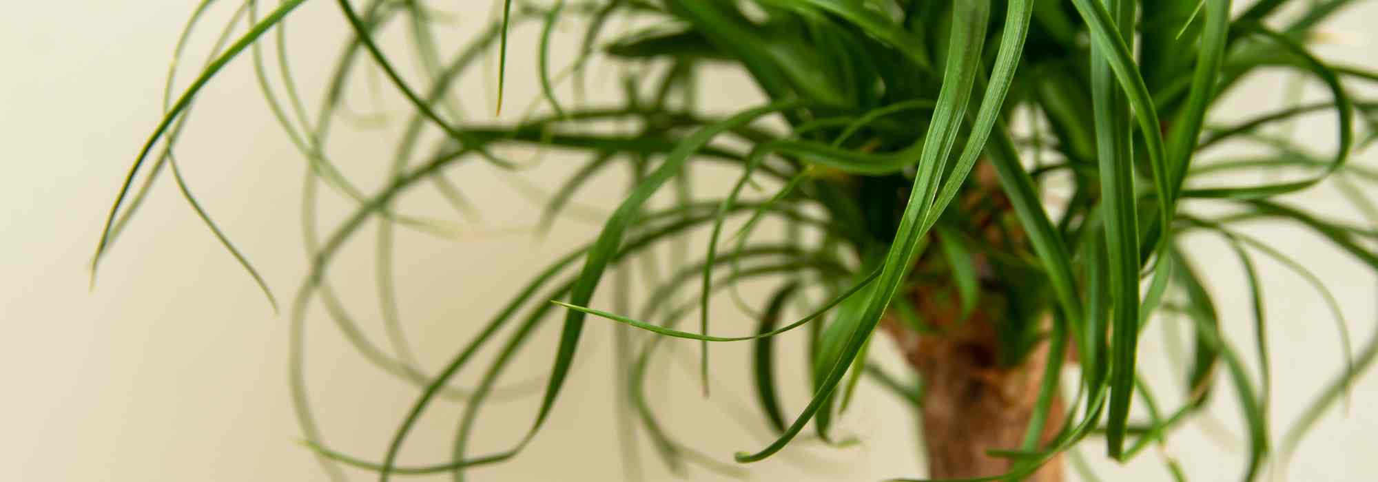 Elephant's Foot - Beaucarnea: Growing and Care