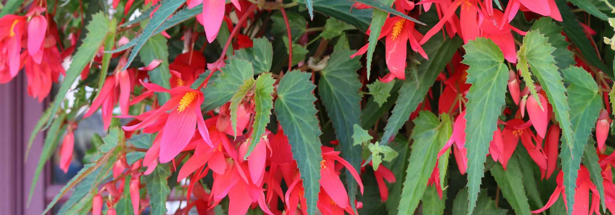 Diseases and parasitic pests of indoor begonias