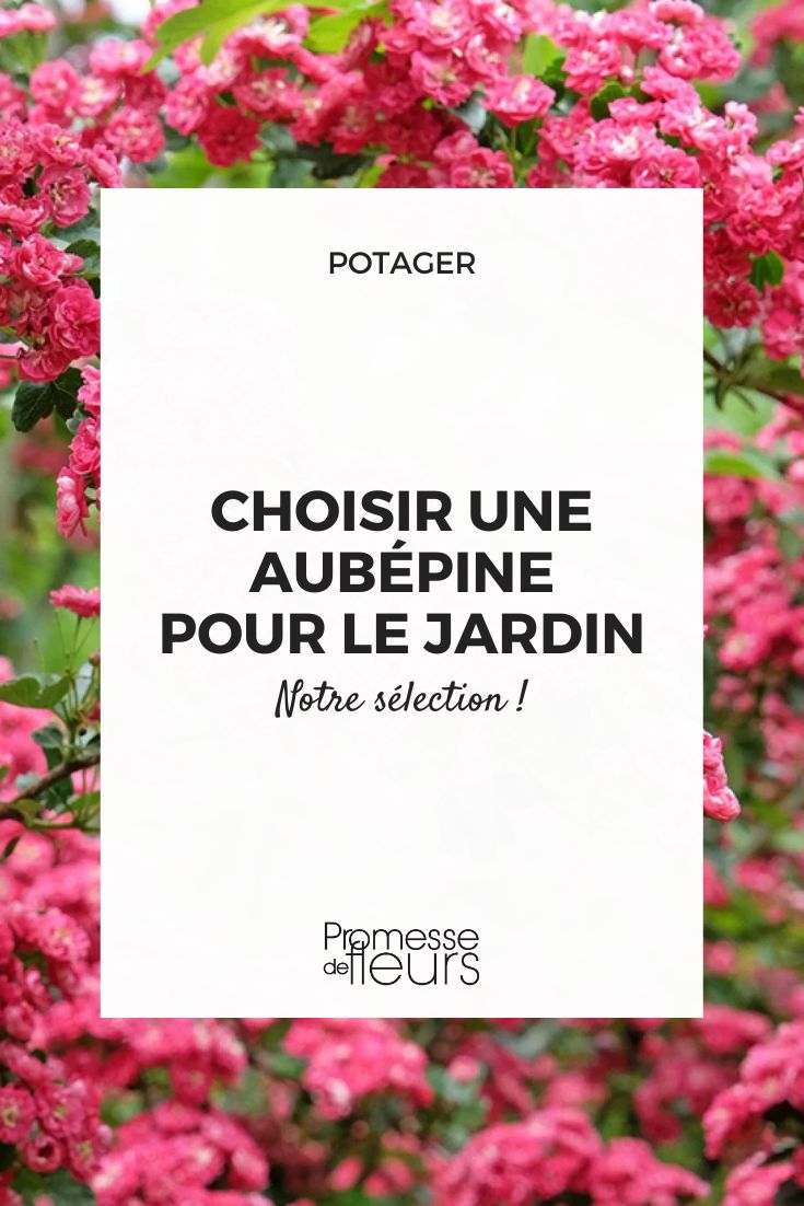 Hawthorn Crataegus laevigata Paul's Scarlet