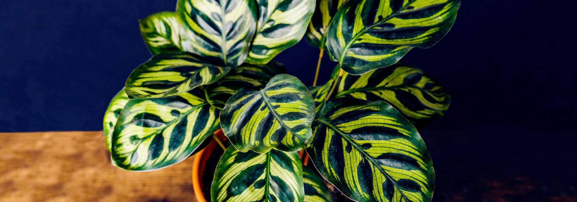 Calathea: Varieties, Cultivation, and Care