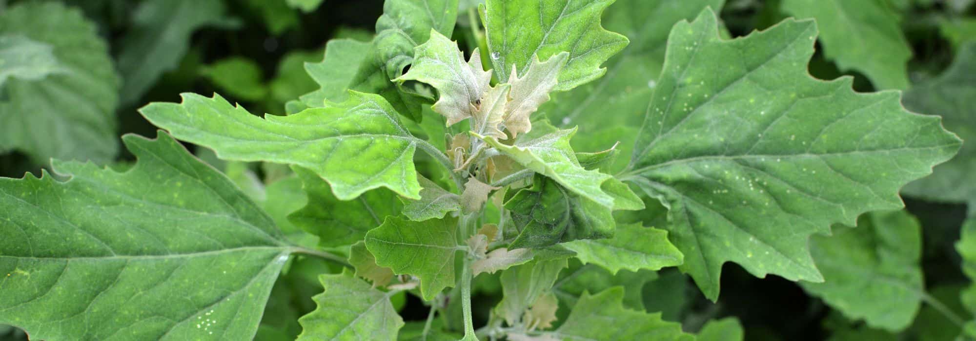 How to recognise goosefoot (fat hen) and get rid of it in the garden?