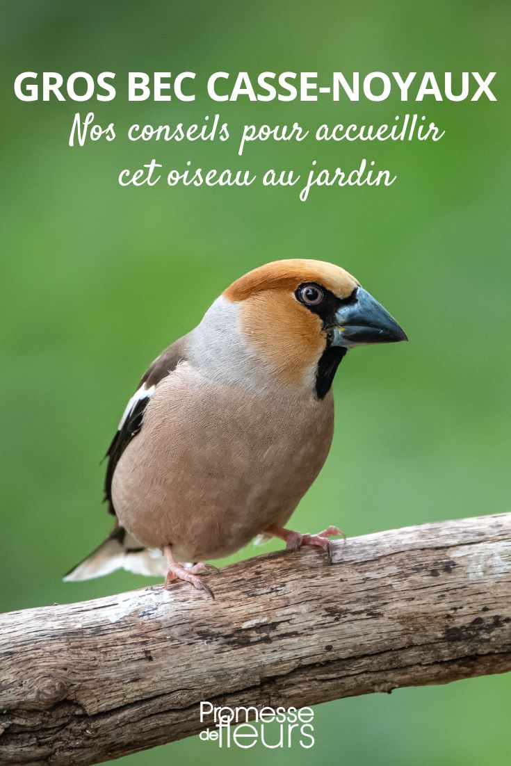 How to attract the large beak stone-cracker to your garden Coccothraustes coccothraustes