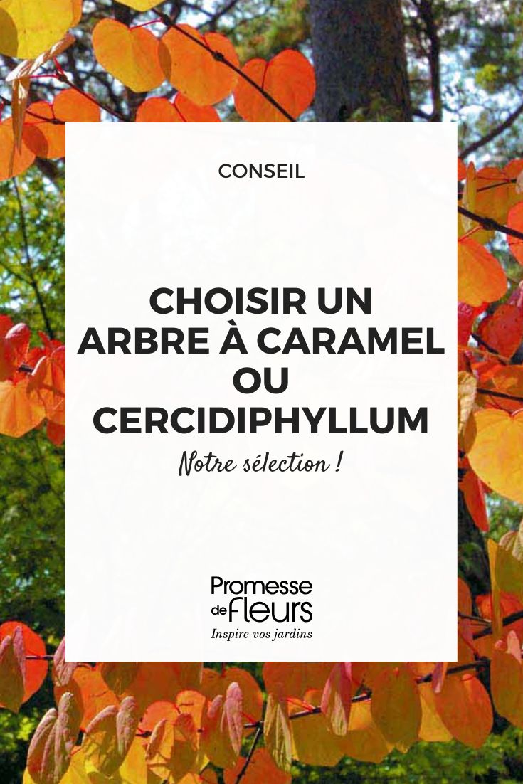 How to Choose a Katsura Tree or Cercidiphyllum Un arbre à caramel, également connu sous le nom de Cercidiphyllum japonicum, est un arbre ornemental apprécié pour son feuillage coloré et son parfum sucré rappelant celui du caramel. Cet arbre originaire du Japon est souvent planté pour sa belle couleur automnale allant du jaune au pourpre. Son écorce lisse et grise ajoute également de l'intérêt visuel à ce bel arbre. L'arbre à caramel peut atteindre une hauteur d'environ 10 à 15 mètres et préfère les sols riches et bien drainés, ainsi qu'une exposition ensoleillée à mi-ombre. Son feuillage en forme de cœur et ses petites fleurs discrètes en font un arbre élégant pour les jardins et les espaces paysagers.